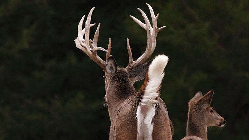 5 Buck Tips Straight from the Biologists
